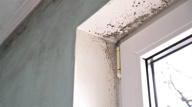 Mold Remediation for Rental Properties in Splendora, TX